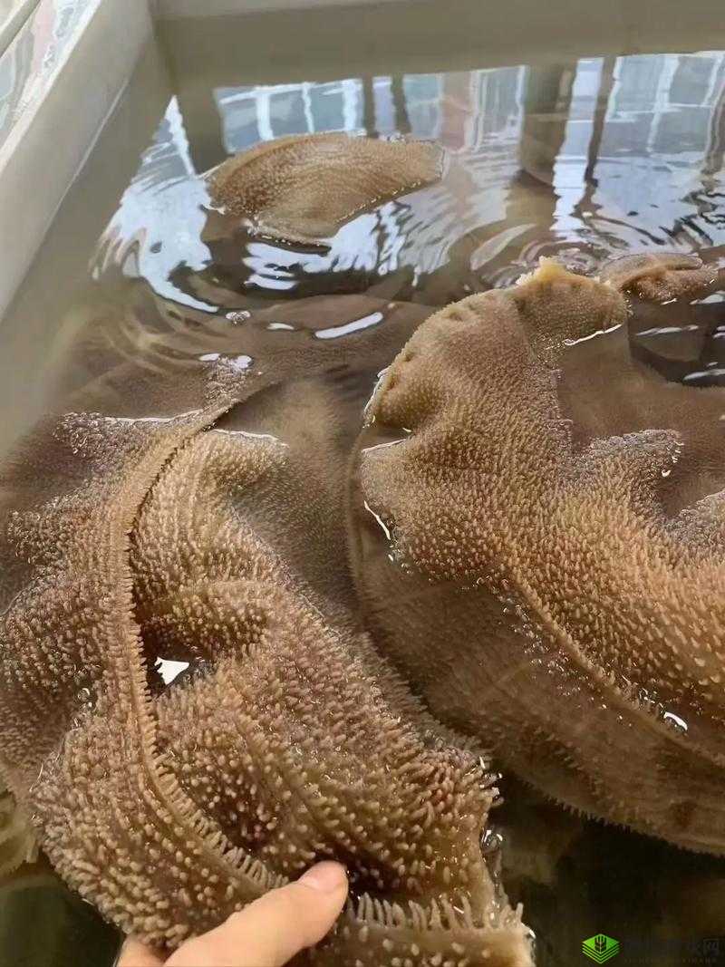 牛百叶是牛的哪个部位？