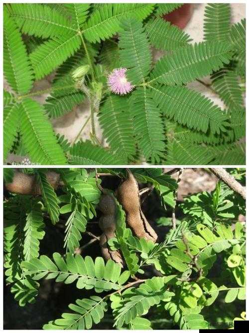含羞草实验室隐藏入口：探索未知的奇妙世界