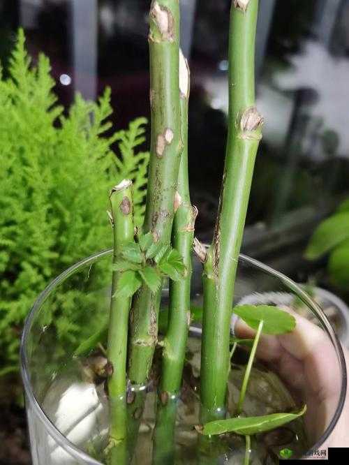 日本 72 种扦插方式：让你的植物繁殖更轻松